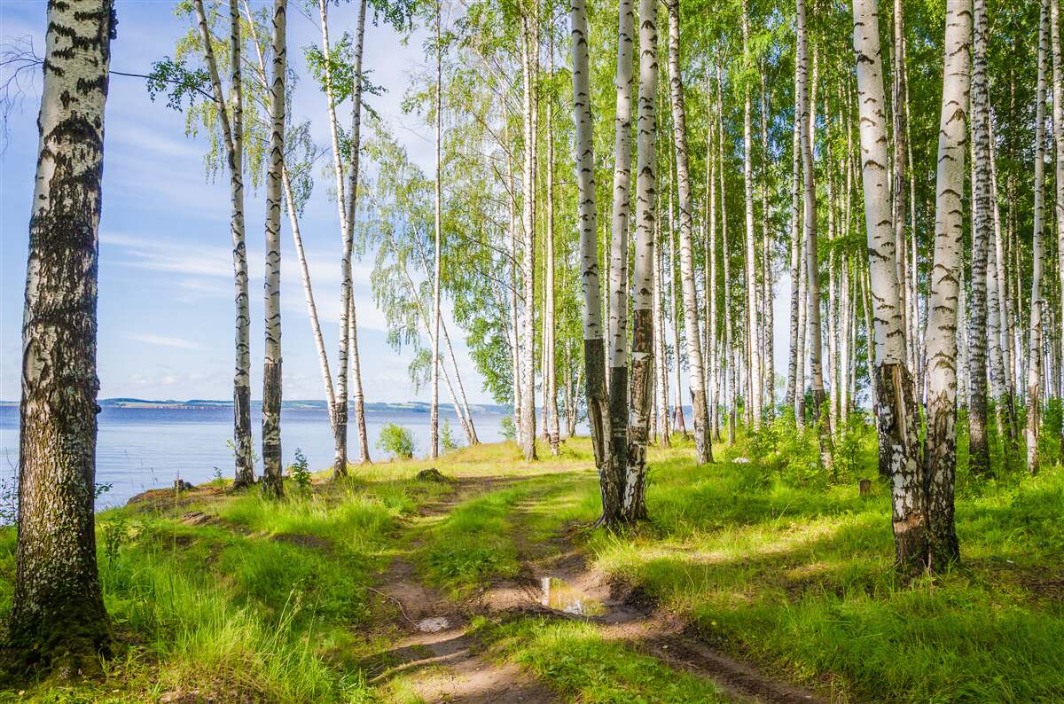 Фотошпалери галявина з березами біля озера, оточена зеленню