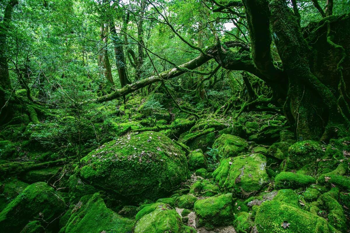 Фотошпалери ліс, рясно зелений, без сонячного світла