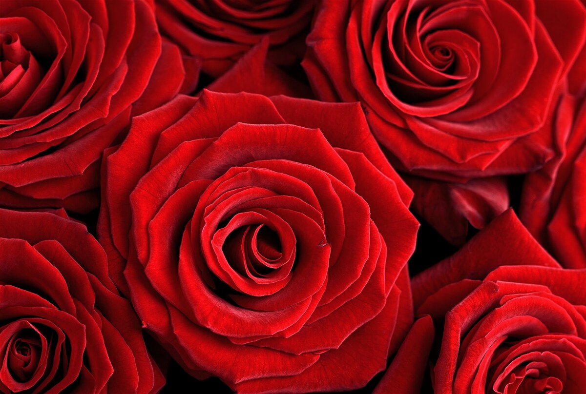 Фотошпалери резюме традиційних червоних троянд