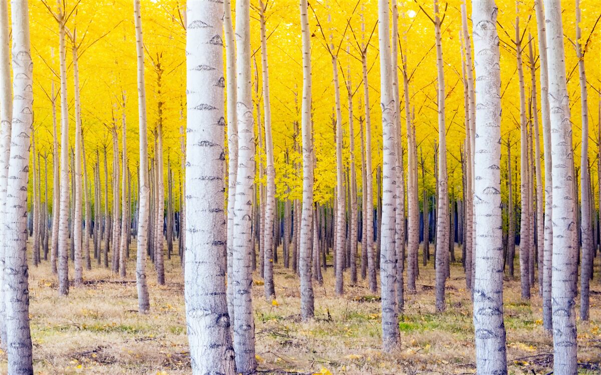 Фотошпалери у березовому лісі спалахують яскраво-жовті барви