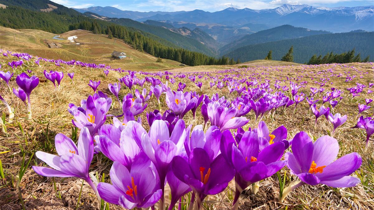 Фотошпалери гірські крокуси фіолетові