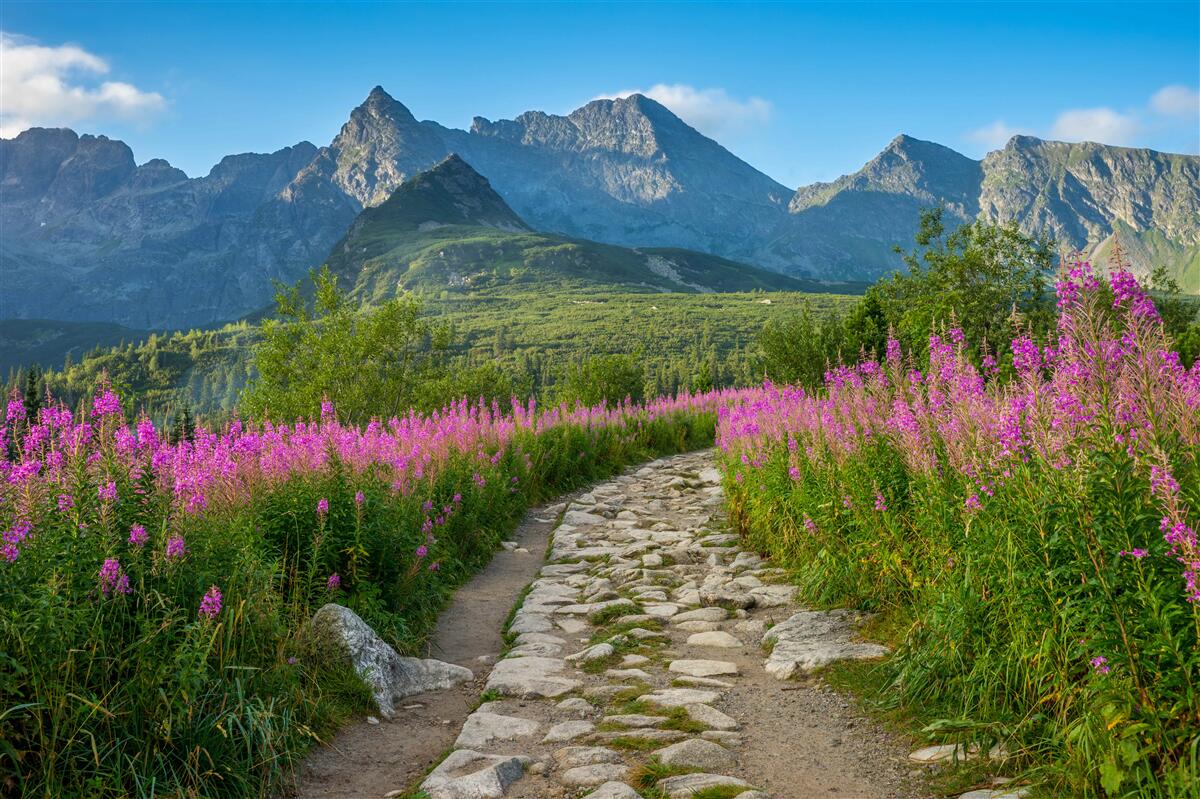 Фотошпалери Стежка посеред квітучого поля в гірській місцевості
