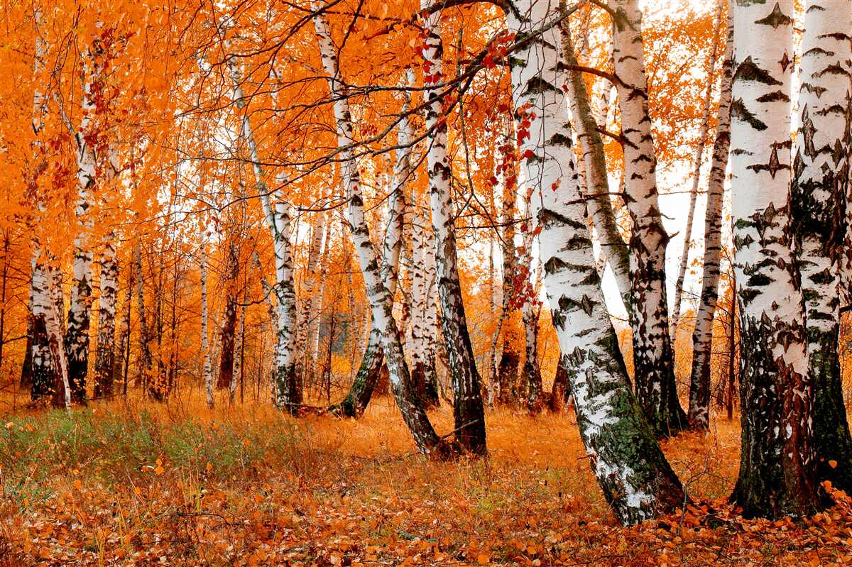 Фотошпалери листя берези помаранчеве
