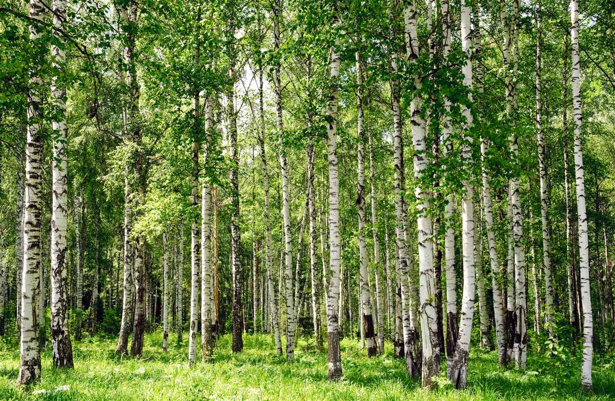 Фотошпалери високий і стрункий березовий ліс