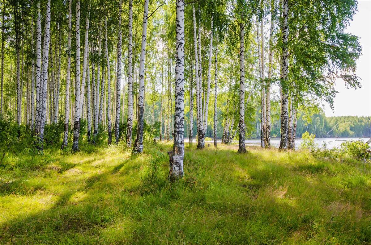 Фотошпалери Світанок у зеленому березовому скрабі