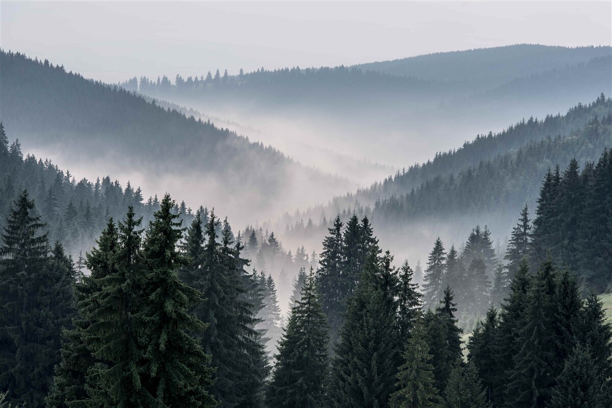 Фотошпалери хвойний гірський ліс ховається під покровом густого туману