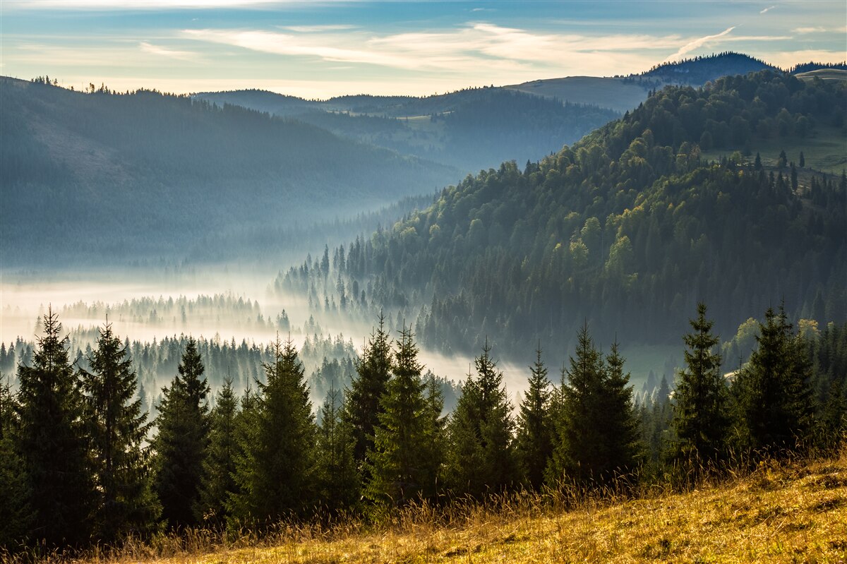 Фотошпалери густий осінній ліс оповитий густим туманом