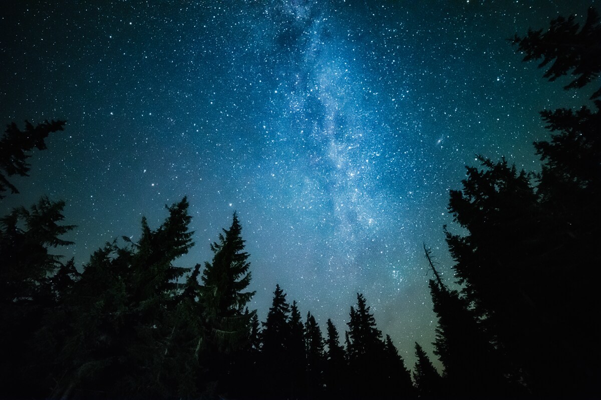 Фотошпалери Стежка серед зірок у темному лісі