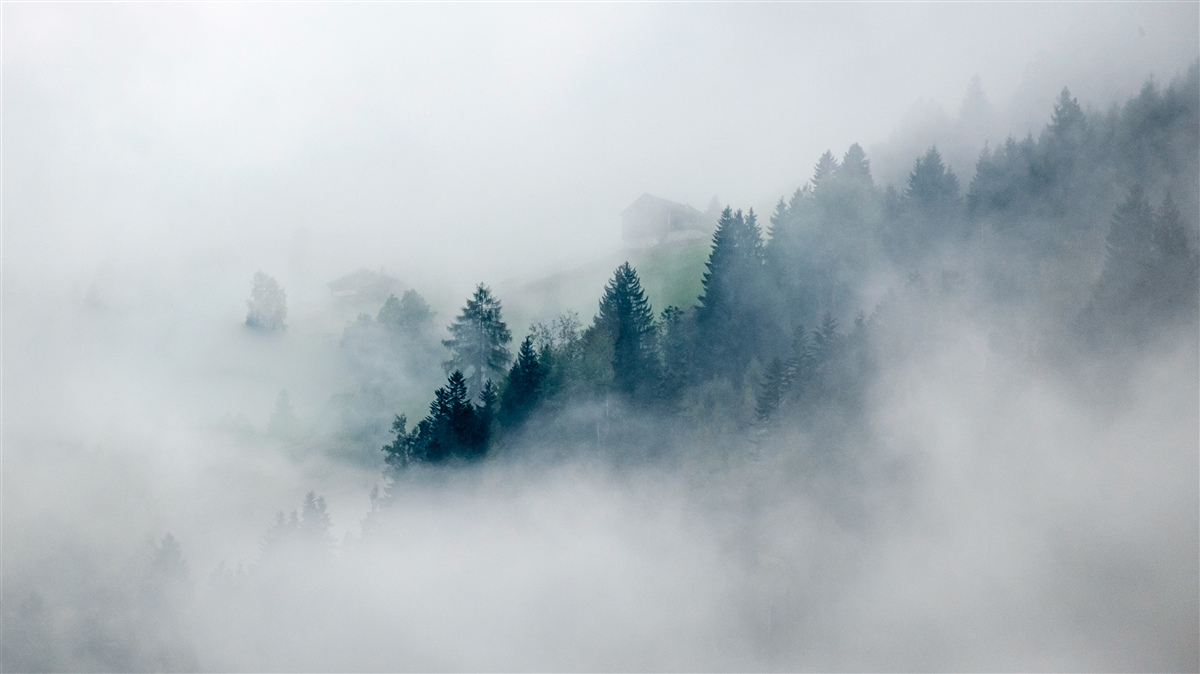 Фотошпалери край лісу оповитий туманом