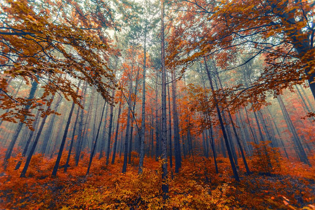 Фотошпалери опале осіннє лісове листя