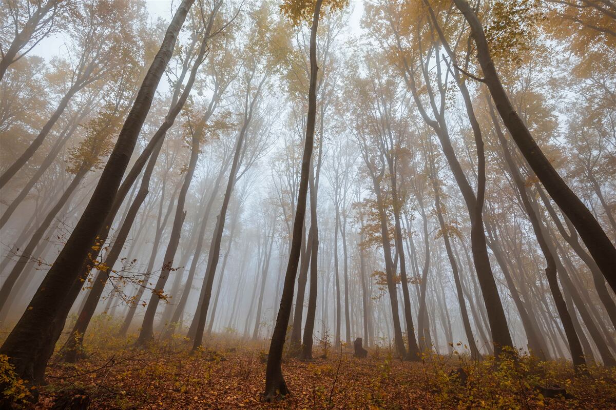 Фотошпалери стрункі, високі дерева восени