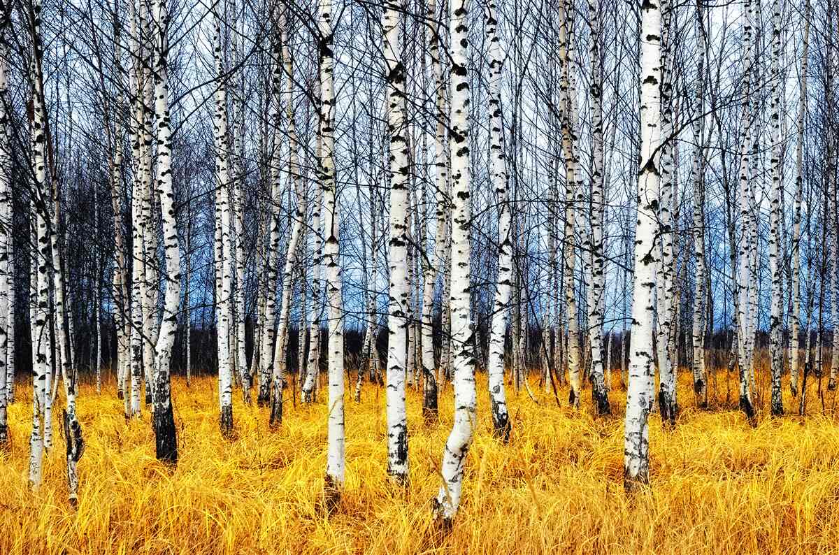 Фотошпалери опале березове листя на тлі жовтіючої лісової трави