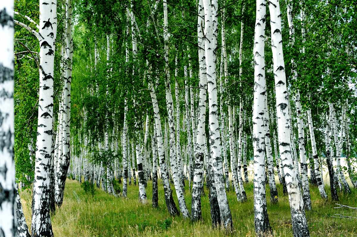 Фотошпалери зелені берези з витонченими стовбурами у відкритому полі
