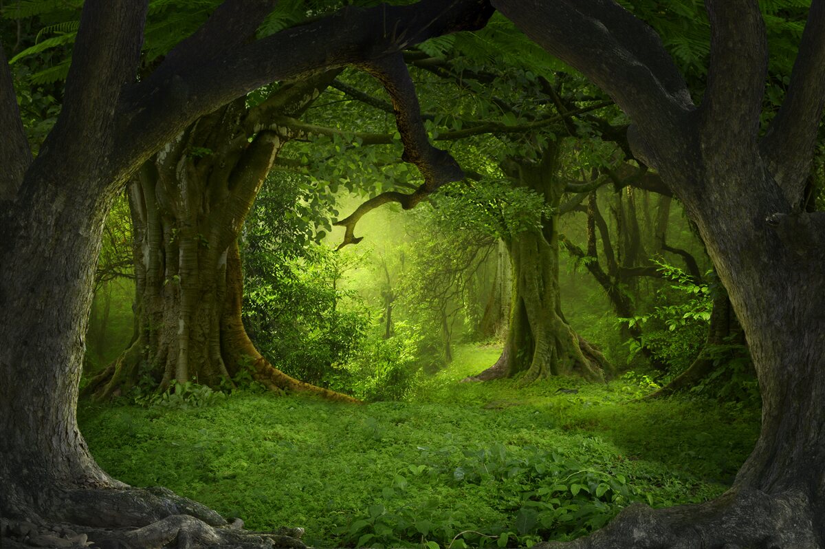 Фотошпалери зелений казковий ліс