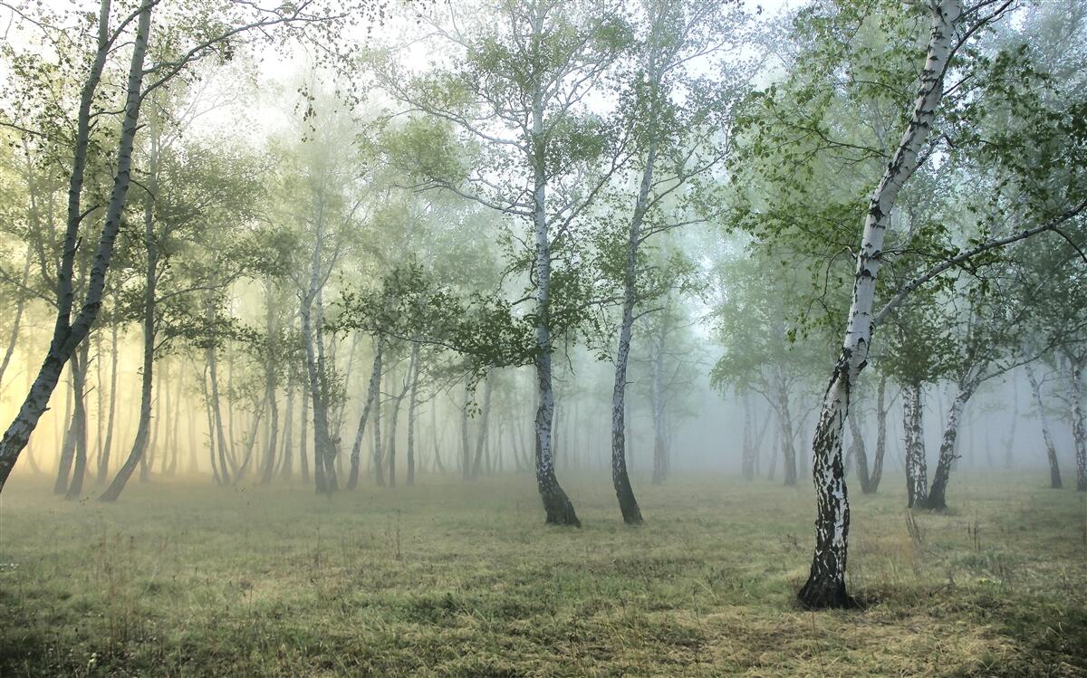 Фотошпалери зелений колір, природні елементи та природний рельєф