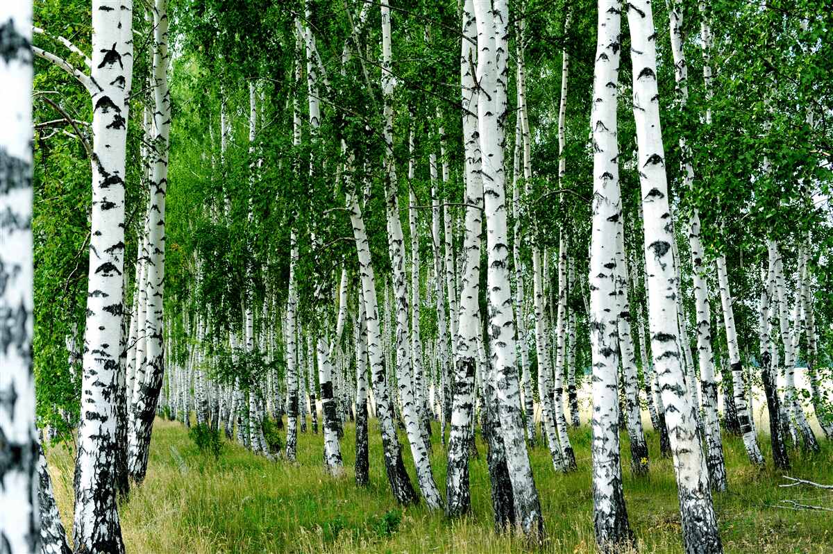 Фотошпалери березовий гай