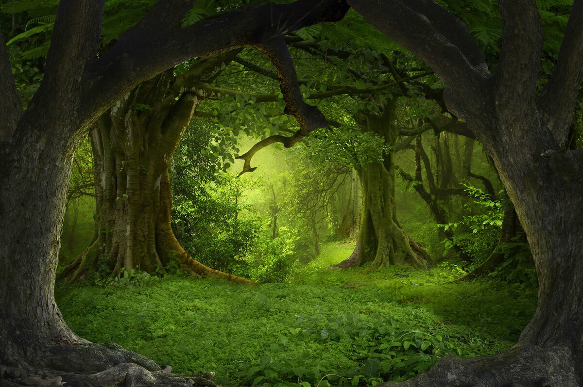 Фотошпалери ліс, сповнений магії