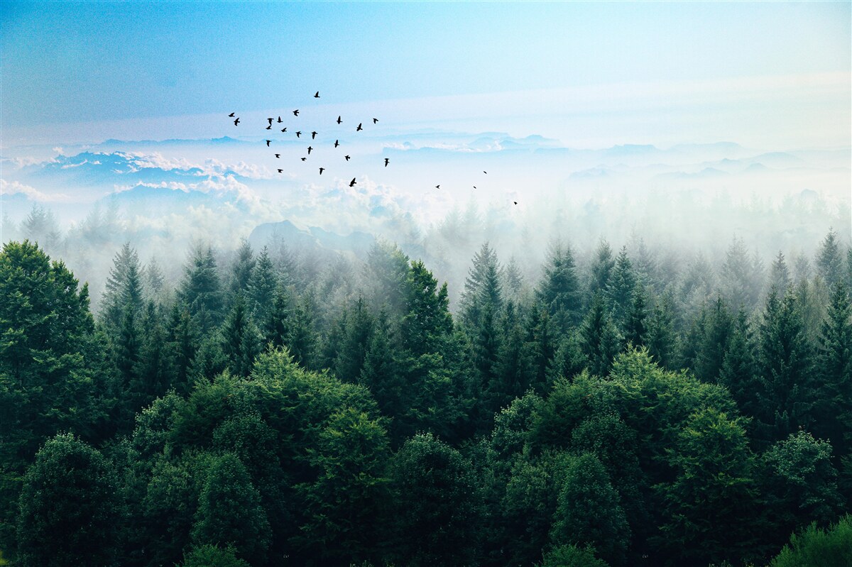 Фотошпалери туман у лісі