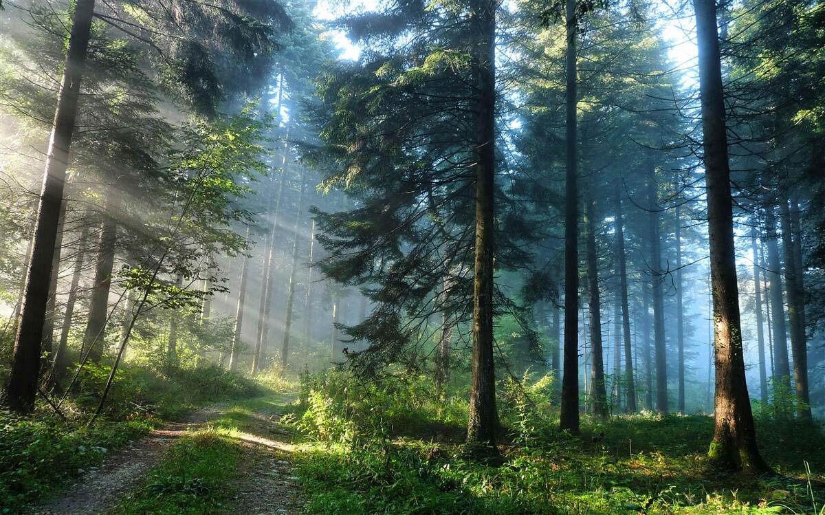 Фотошпалери ліс, повний сосен