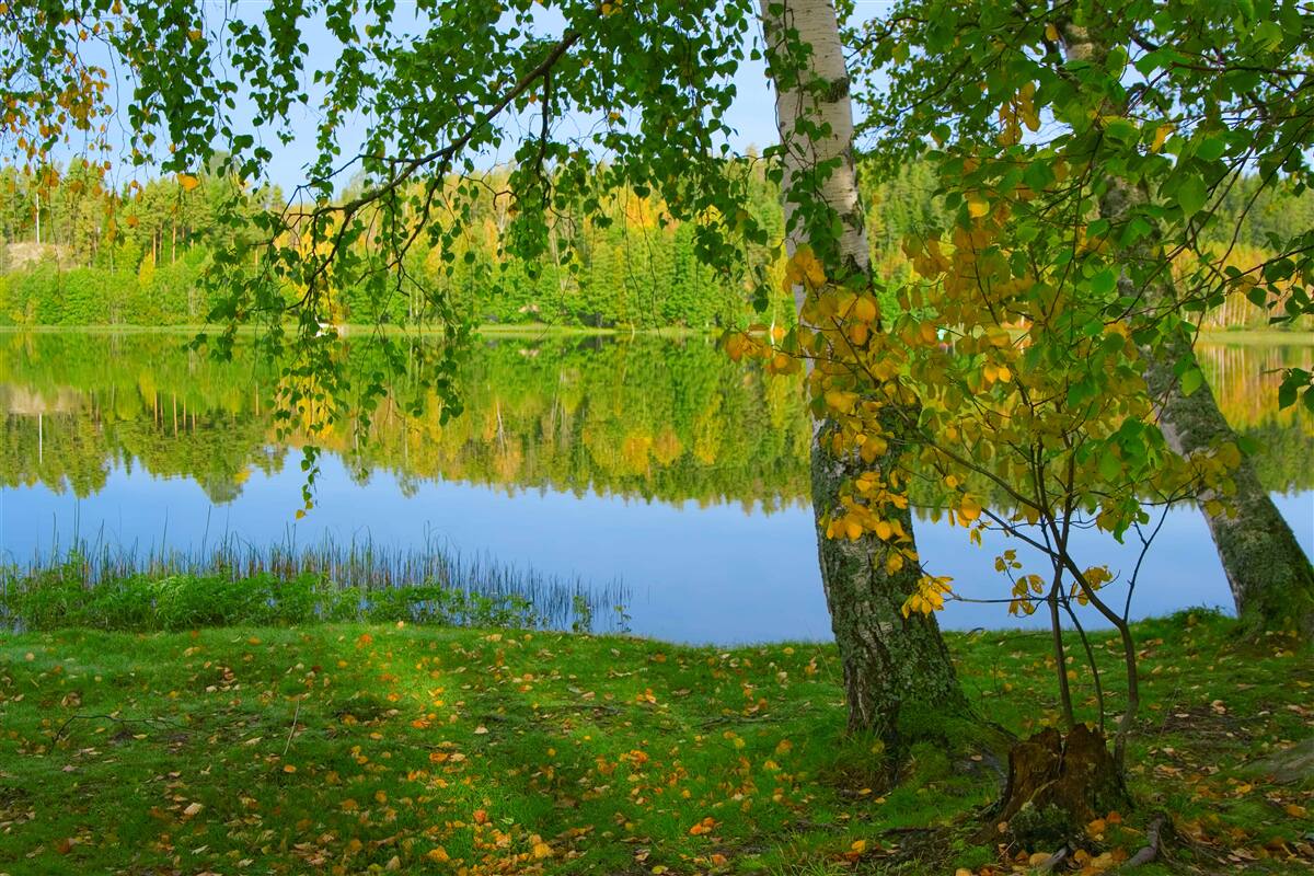 Фотошпалери відображення річки з густим літнім лісом