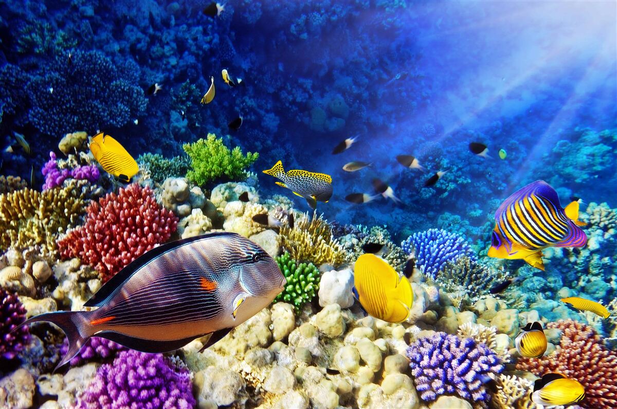 Фотошпалери морські мешканці під сонцем