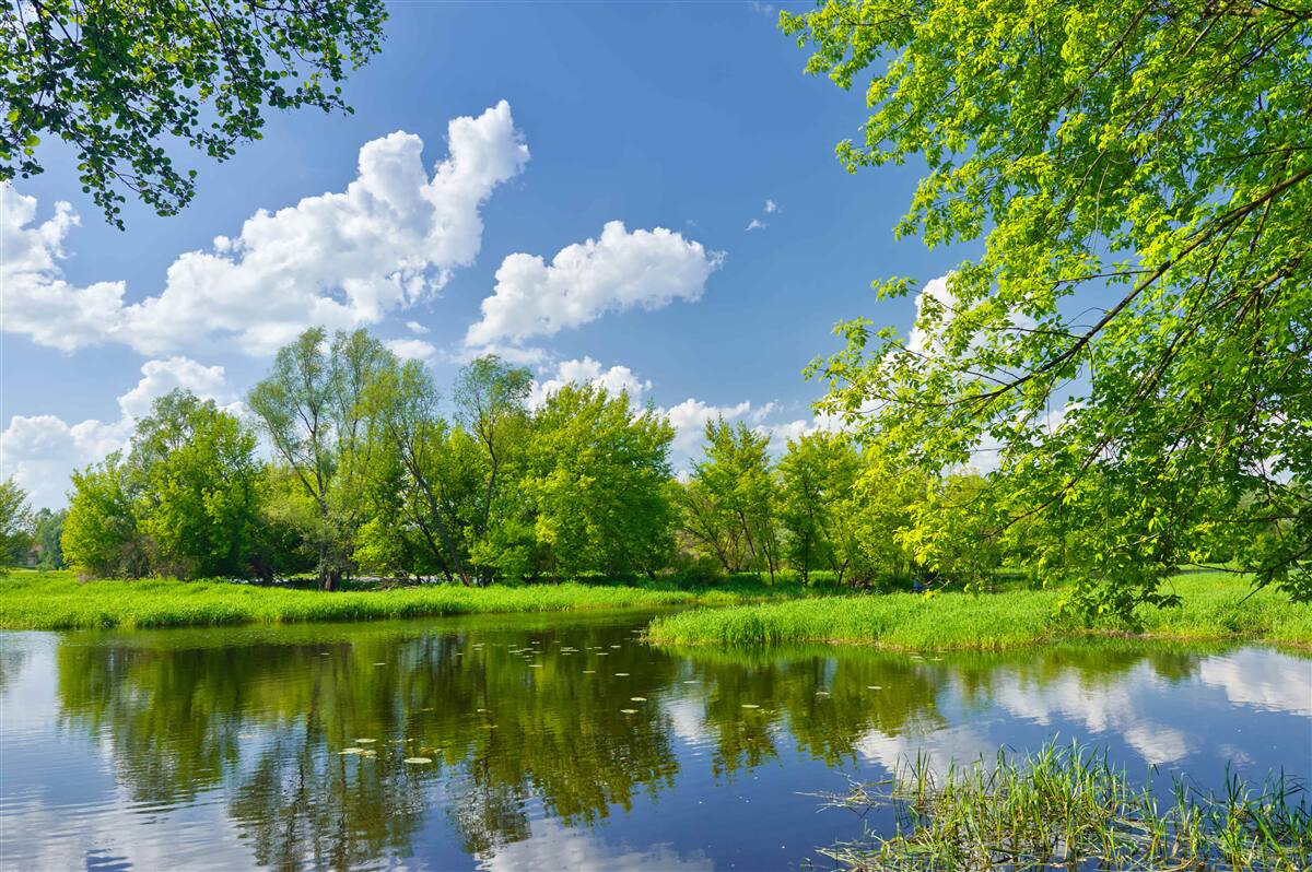Фотошпалери спокійні води лісової річки