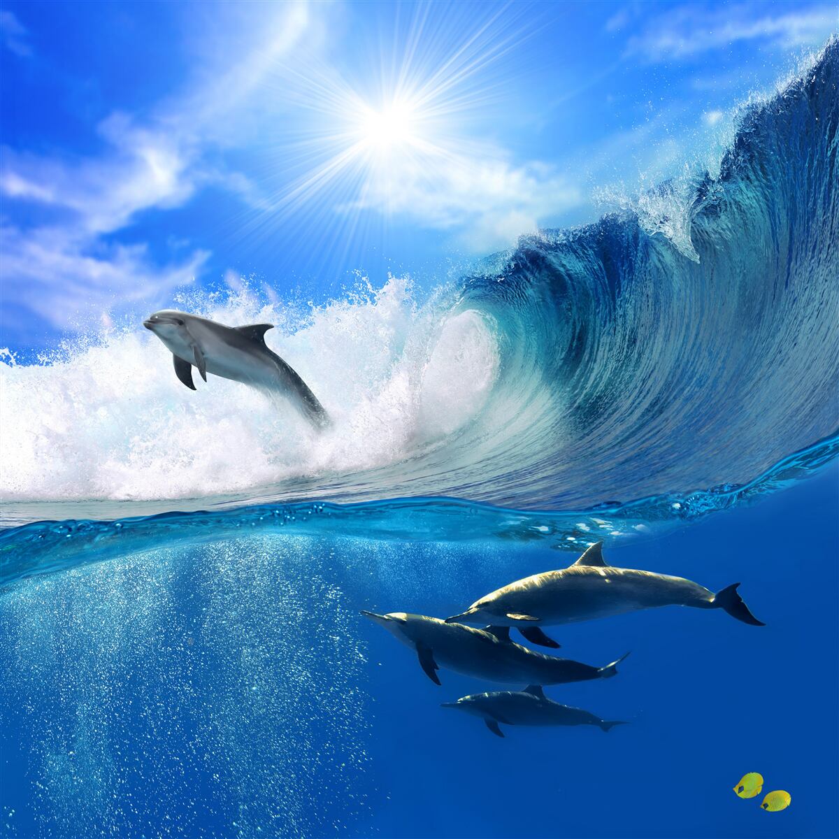 Фотошпалери океанські води, де мешкають дельфіни