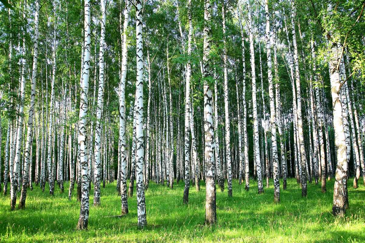 Фотошпалери стрункі берези в літньому оздобленні