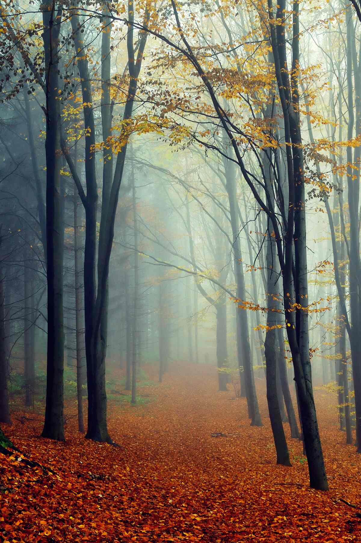 Фотошпалери осінній ліс, оповитий туманом