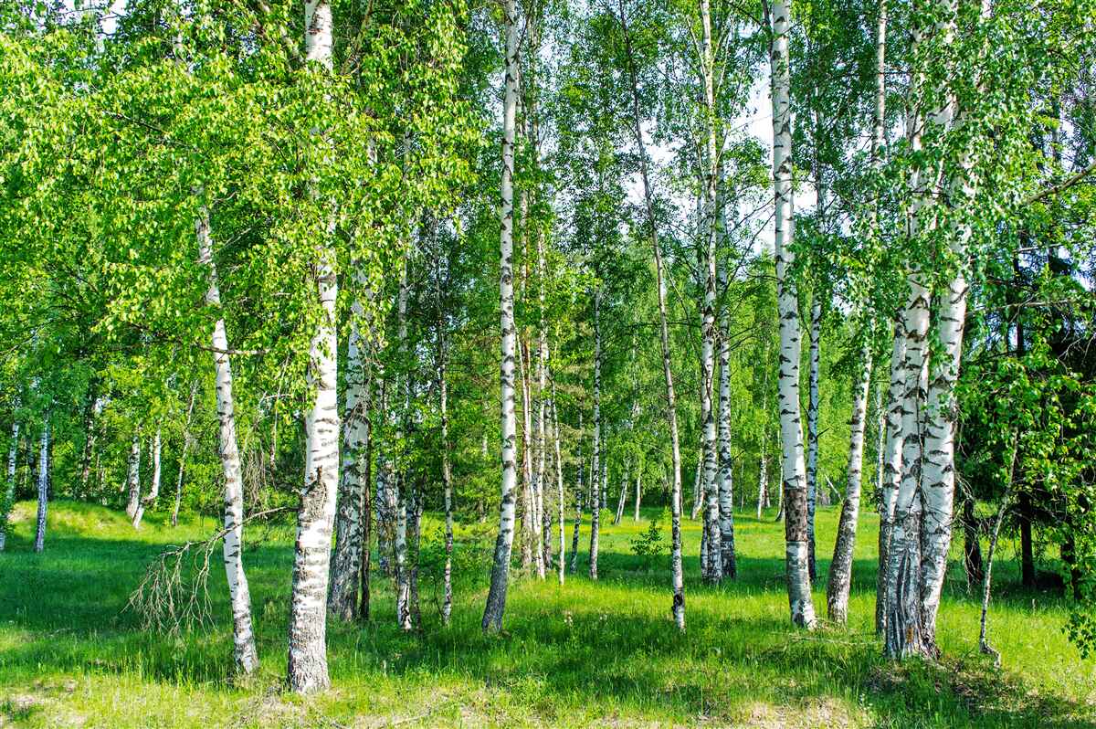 Фотошпалери у літньому лісі ростуть берези із зеленим листям
