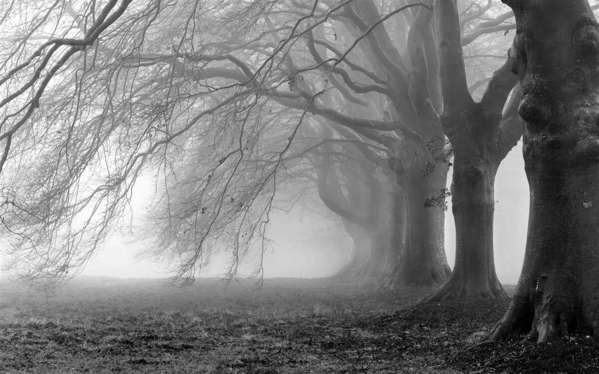 Фотошпалери туманний ліс, вкритий деревами