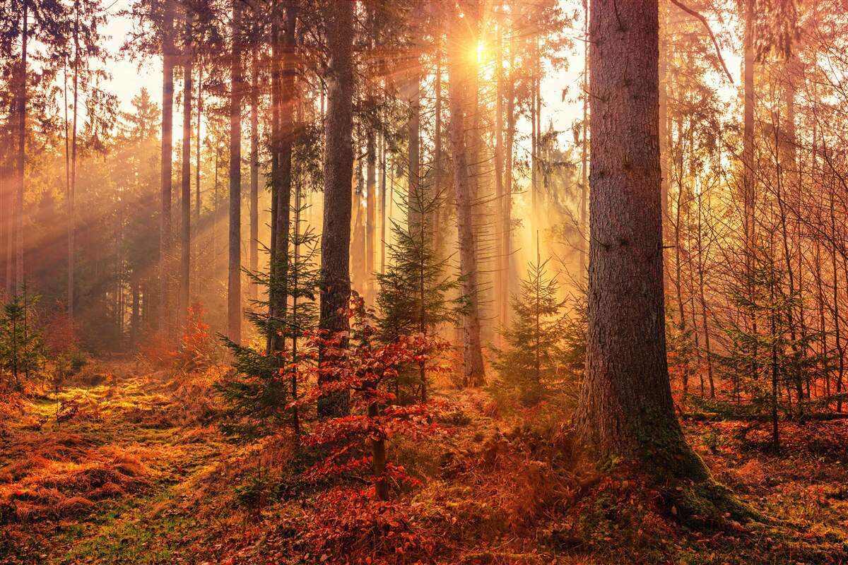 Фотошпалери Сонячне світло проникає крізь осінній ліс