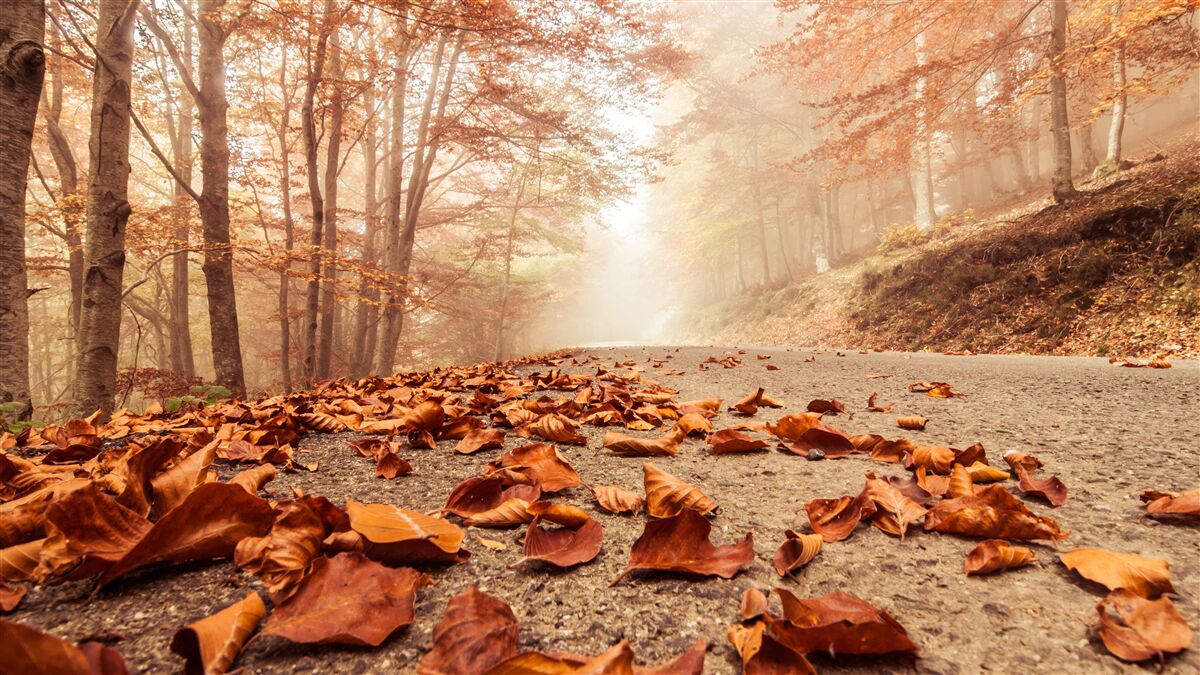Фотошпалери листя лежить золотим килимом