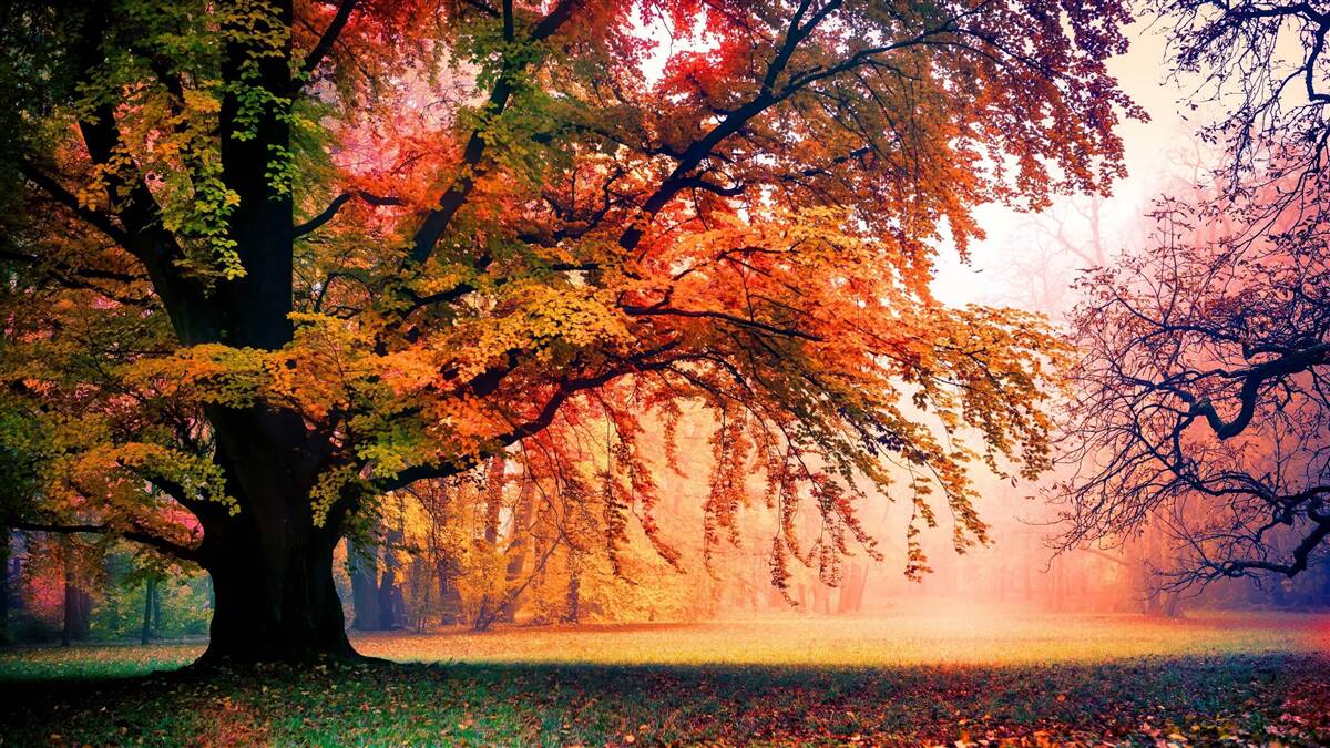 Фотошпалери ліс, оповитий осіннім туманом