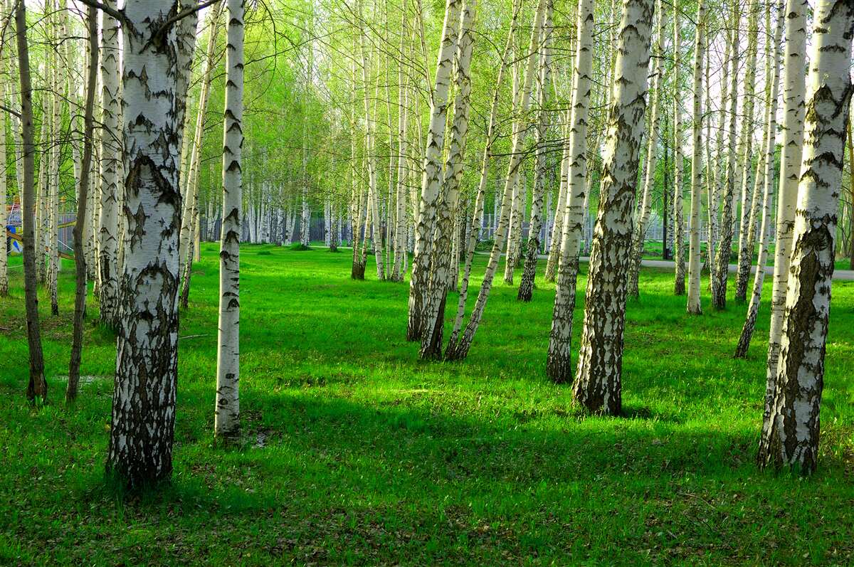 Фотошпалери зелена трава і дерева