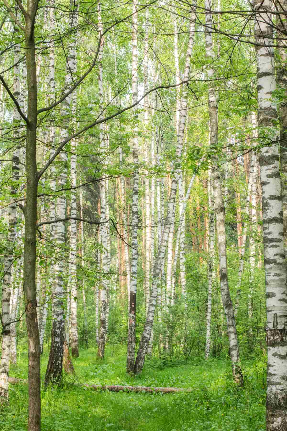 Фотошпалери ліс, густо вкритий березами