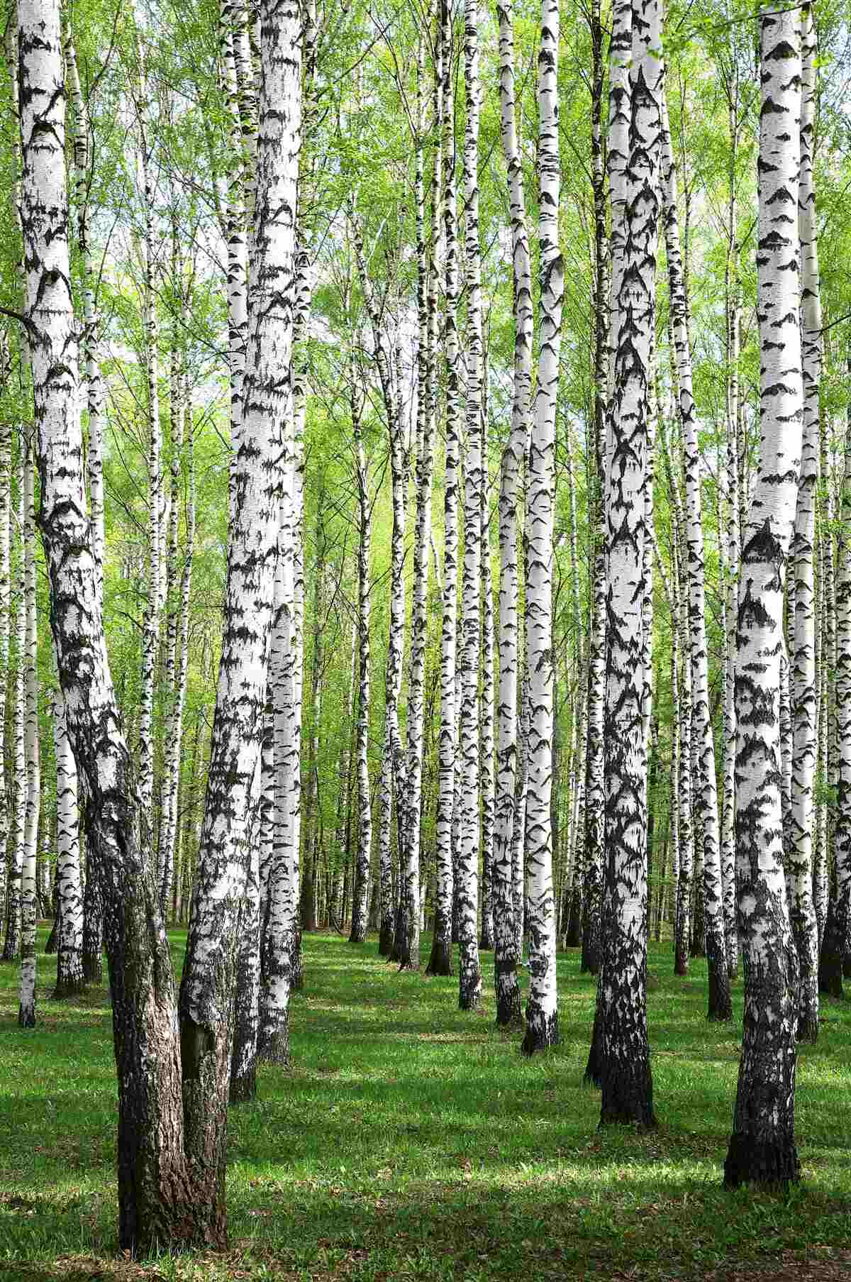 Фотошпалери прекрасний березовий ліс