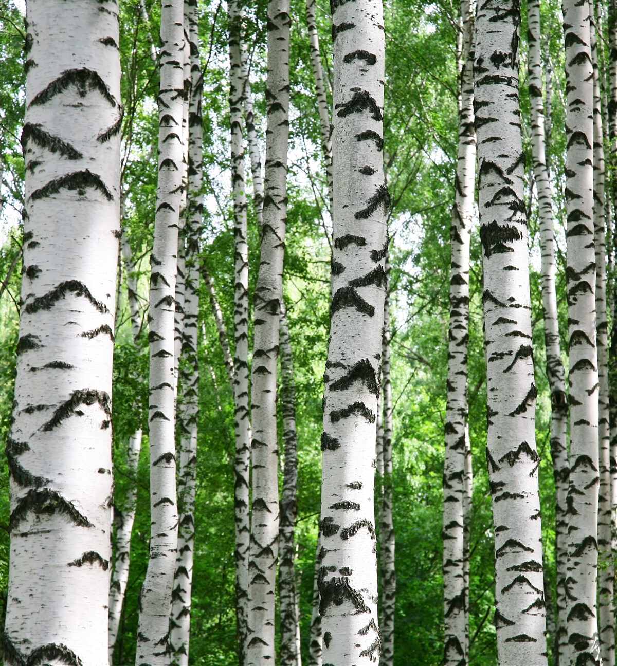 Фотошпалери ряди струнких беріз