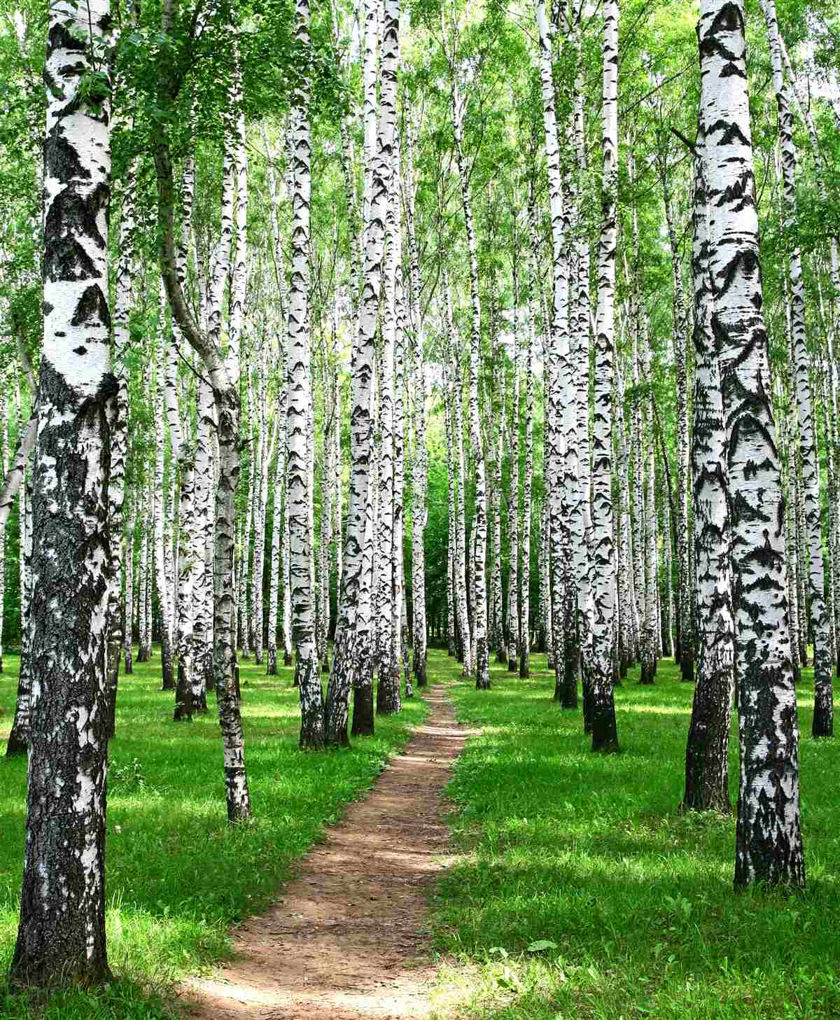 Фотошпалери стежка серед беріз