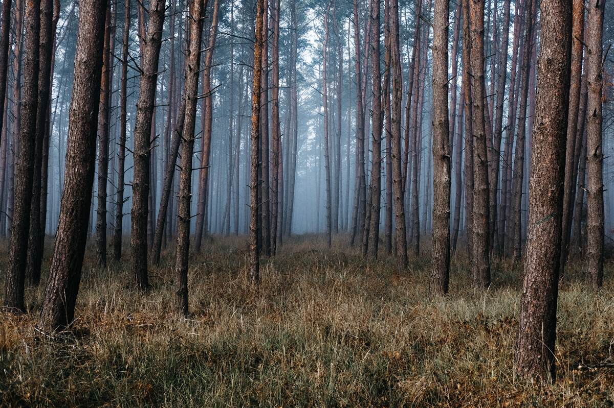 Фотошпалери темний сосновий ліс