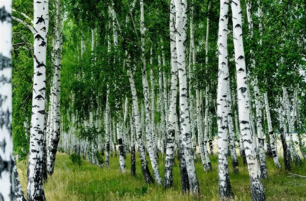 Фотошпалери густий березовий гай
