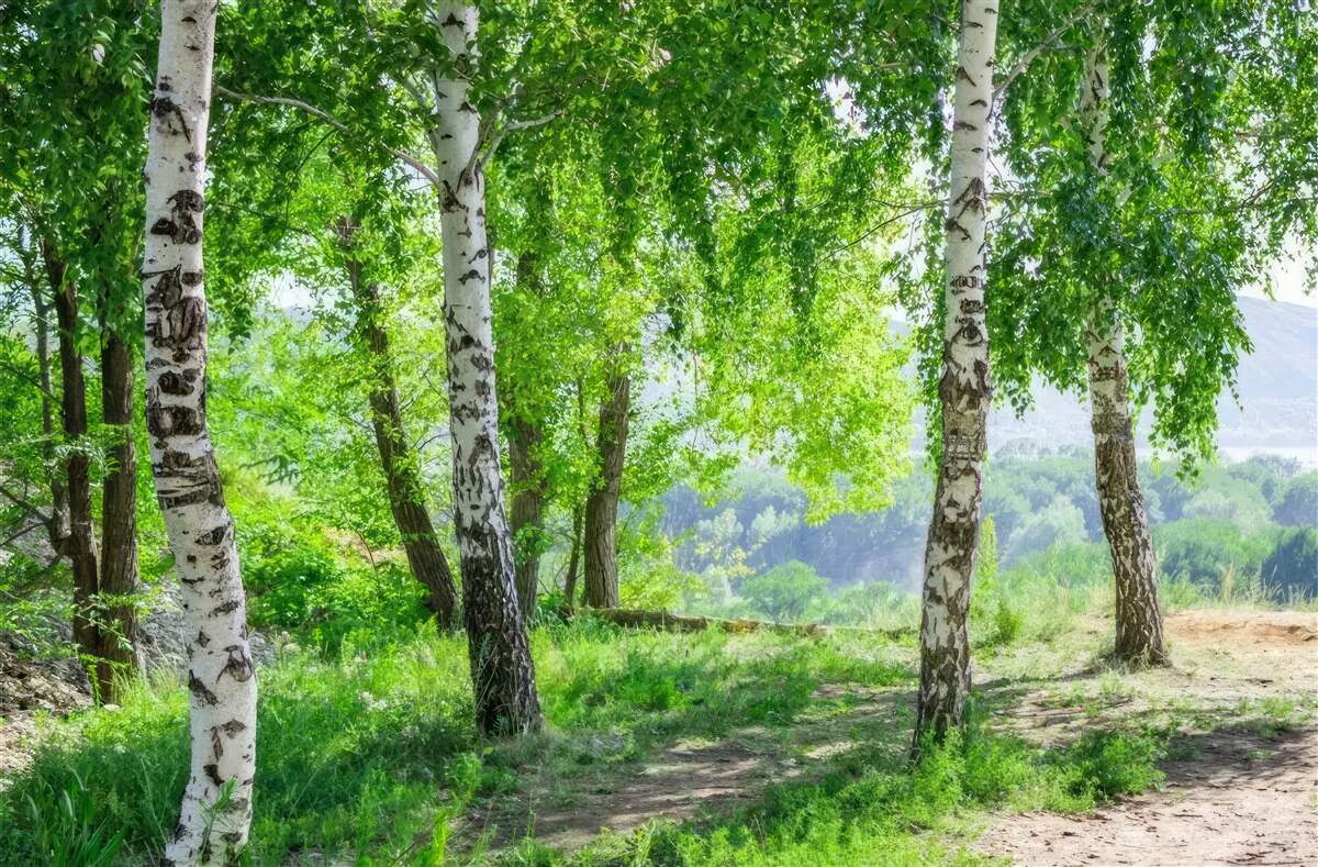 Фотошпалери ліс, повний зелених беріз