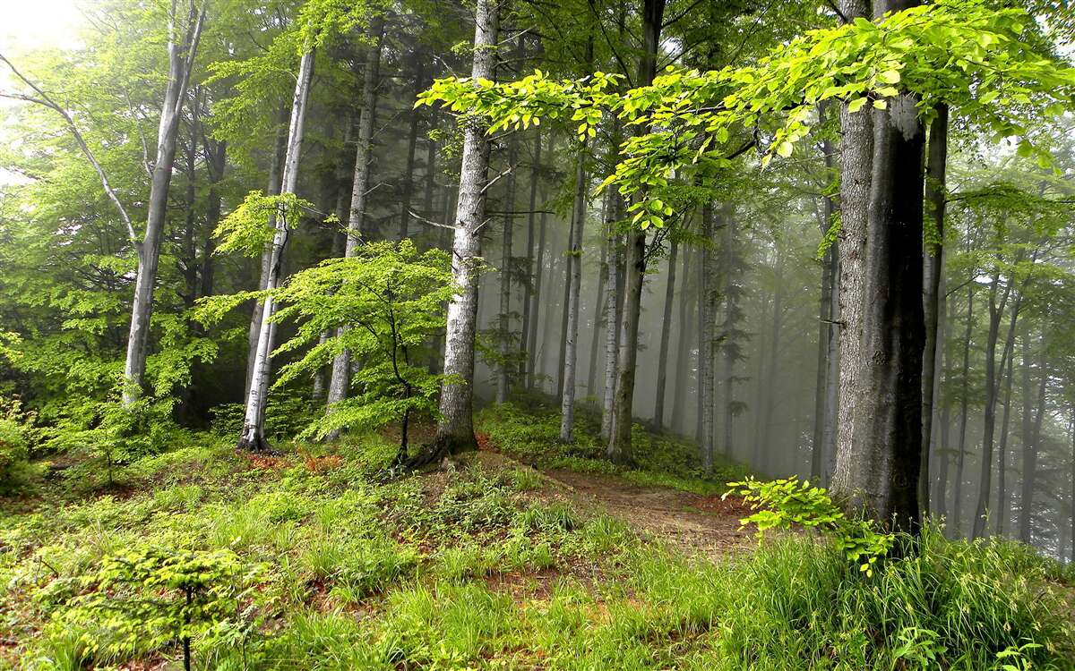 Фотошпалери туманний ліс з листям