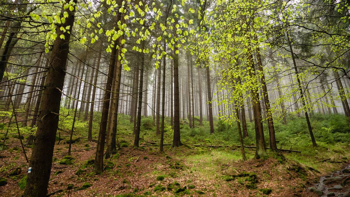 Фотошпалери зелений ліс після дощу