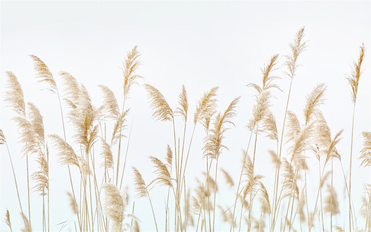 Last Product image