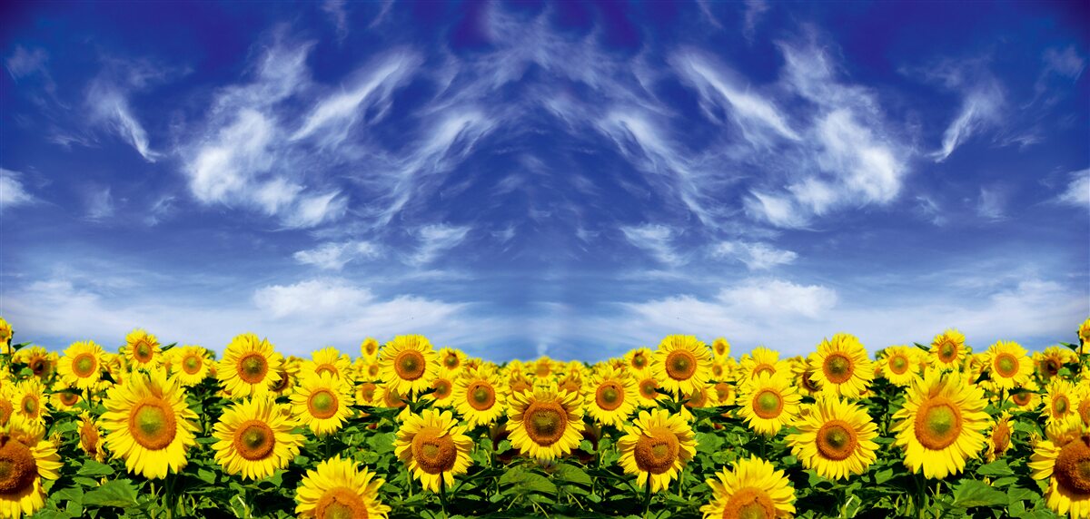 Last Product image