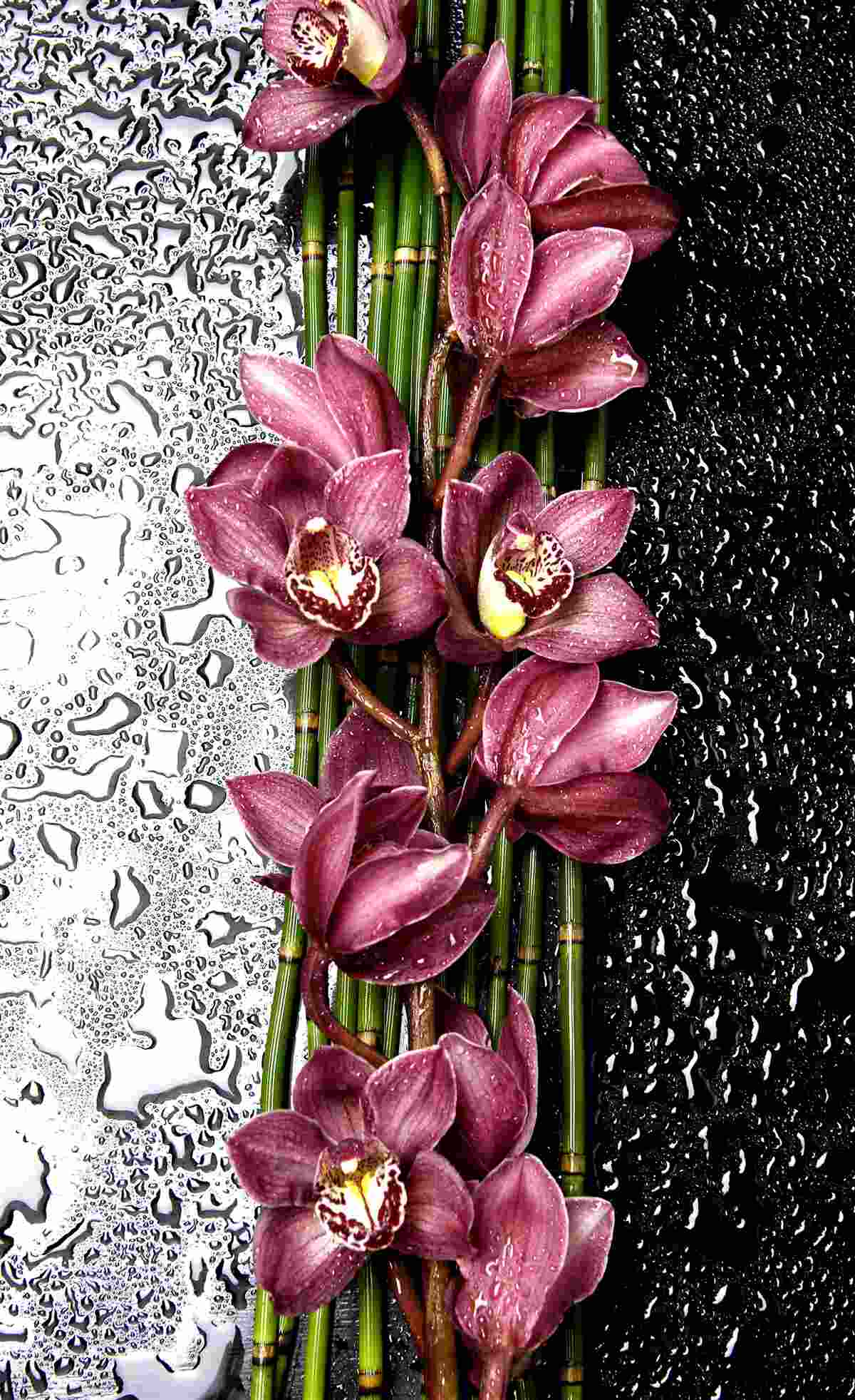 Last Product image